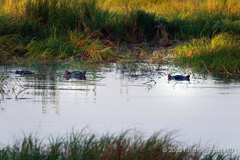 20090614_085253 D300 X1.jpg - During the day, the hippo stays cool by staying in the water or in mud.  Everything occurs in the water, except for eating